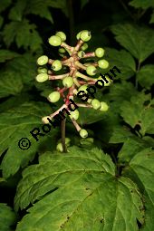 Weißes Christophskraut, Weißfrüchtiges Christophskraut, Dickstieliges Christophskraut, Actaea pachypoda, Actaea alba Kauf von 06797_actaea_pachypoda_img_0246.jpg