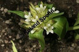 Tibet-Enzian, Gentiana tibetica Kauf von 06798_gentiana_tibetica_img_0286.jpg