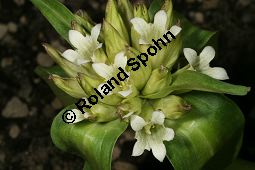 Tibet-Enzian, Gentiana tibetica Kauf von 06798_gentiana_tibetica_img_0287.jpg