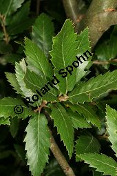 Spanische Eiche, Quercus x hispanica, Quercus hispanica Kauf von 06806_quercus_hispanica_img_0368.jpg