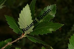 Spanische Eiche, Quercus x hispanica, Quercus hispanica Kauf von 06806_quercus_hispanica_img_0369.jpg