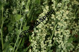 Schneeballblättriger Gänsefuß, Chenopodium opulifolium Kauf von 06811_chenopodium_opulifolium_img_0397.jpg