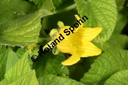 Quetschblume, Quetschgurke, Thladiantha dubia Kauf von 06812_thladiantha_dubia_img_0403.jpg