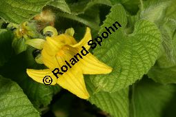 Quetschblume, Quetschgurke, Thladiantha dubia Kauf von 06812_thladiantha_dubia_img_0404.jpg