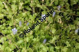 Efeu-Moorglöckchen, Wahlenbergia hederacea Kauf von 06813_wahlenbergia_hederacea_img_0431.jpg