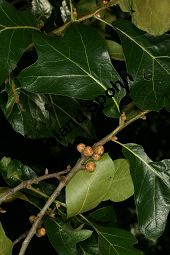 Schwarz-Eiche, Quercus marilandica Kauf von 06814_quercus_marilandica_img_0474.jpg