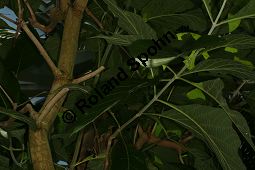 Teakholz, Tectona grandis Kauf von 06817_tectona_grandis_img_0528.jpg