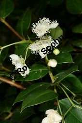 Lumamyrte, Luma apiculata Kauf von 06818_luma_apiculata_img_0551.jpg