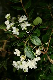 Lumamyrte, Luma apiculata Kauf von 06818_luma_apiculata_img_0552.jpg