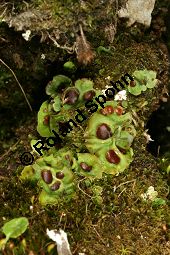 Solorina sp.  Kauf von 06820_solorina_sp_img_0687.jpg