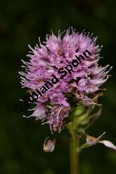 Europäische Kugelorchis, Kugel-Knabenkraut, Traunsteinera globosa, Orchis globosa Kauf von 06821_traunsteinera_globosa_img_0702.jpg