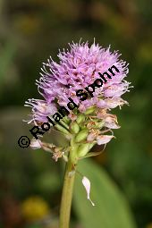 Europäische Kugelorchis, Kugel-Knabenkraut, Traunsteinera globosa, Orchis globosa Kauf von 06821_traunsteinera_globosa_img_0703.jpg