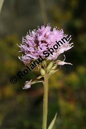 Europäische Kugelorchis, Kugel-Knabenkraut, Traunsteinera globosa, Orchis globosa Kauf von 06821_traunsteinera_globosa_img_0704.jpg