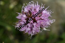 Europäische Kugelorchis, Kugel-Knabenkraut, Traunsteinera globosa, Orchis globosa Kauf von 06821_traunsteinera_globosa_img_0705.jpg