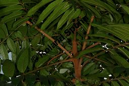 Afrikanische Pfaume, Safu, Dacryodes edulis Kauf von 06822_dacryodes_edulis_img_1121.jpg