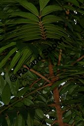 Afrikanische Pfaume, Safu, Dacryodes edulis Kauf von 06822_dacryodes_edulis_img_1122.jpg