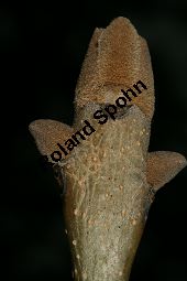 Bunges Blumen-Esche, Fraxinus bungeana Kauf von 06892_fraxinus_bungeana_img_2111.jpg