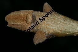 Bunges Blumen-Esche, Fraxinus bungeana Kauf von 06892_fraxinus_bungeana_img_2112.jpg