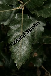 Kew-Eiche, Quercus x kewensis, Quercus kewensis Kauf von 06894_quercus_kewensis_img_1794.jpg