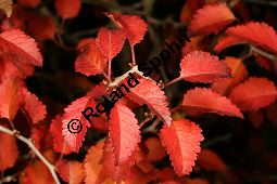 Fuji-Kirsche, März-Kirsche, Prunus incisa 'Kojou-no-Mai' Kauf von 06895_prunus_incisa_kojounomai_img_1809.jpg