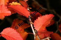 Fuji-Kirsche, März-Kirsche, Prunus incisa 'Kojou-no-Mai' Kauf von 06895_prunus_incisa_kojounomai_img_1811.jpg