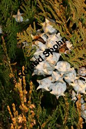 Abendländischer Lebensbaum 'Aurea Nana', Thuja orientalis 'Aurea Nana', Platycladus orientalis 'Aurea Nana' Kauf von 06896_thuja_orientalis_aurea_nana_img_1825.jpg