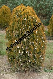 Abendländischer Lebensbaum 'Aurea Nana', Thuja orientalis 'Aurea Nana', Platycladus orientalis 'Aurea Nana' Kauf von 06896_thuja_orientalis_aurea_nana_img_1827.jpg