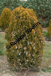 Abendländischer Lebensbaum 'Aurea Nana', Thuja orientalis 'Aurea Nana', Platycladus orientalis 'Aurea Nana' Kauf von 06896_thuja_orientalis_aurea_nana_img_1828.jpg