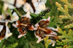 Abendländischer Lebensbaum 'Aurea Nana', Thuja orientalis 'Aurea Nana', Platycladus orientalis 'Aurea Nana' Kauf von 06896_thuja_orientalis_aurea_nana_img_1829.jpg