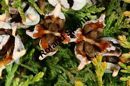 Abendländischer Lebensbaum 'Aurea Nana', Thuja orientalis 'Aurea Nana', Platycladus orientalis 'Aurea Nana' Kauf von 06896_thuja_orientalis_aurea_nana_img_1837.jpg