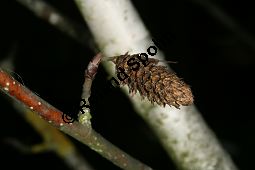 Himalaya-Birke 'Doorenbos', Himalaja-Birke 'Doorenbos', Betula utilis 'Doorenbos' Kauf von 06898_betula_utilis_doorenbos_img_1852.jpg