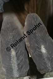 Lepidodendron sp., Fossil, Großbritannien, Karbonzeitalter Kauf von 06900_lepidodendron_sp_img_1937.jpg