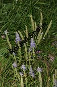 Ähriger Ehrenpreis, Ähriger Blauweiderich, Veronica spicata, Pseudolysimachion spicatum Kauf von 06904_veronica_spicataimg_9264.jpg