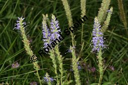 Ähriger Ehrenpreis, Ähriger Blauweiderich, Veronica spicata, Pseudolysimachion spicatum Kauf von 06904_veronica_spicataimg_9265.jpg