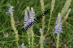 Ähriger Ehrenpreis, Ähriger Blauweiderich, Veronica spicata, Pseudolysimachion spicatum Kauf von 06904_veronica_spicataimg_9266.jpg