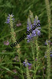 Ähriger Ehrenpreis, Ähriger Blauweiderich, Veronica spicata, Pseudolysimachion spicatum Kauf von 06904_veronica_spicataimg_9267.jpg