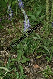 Ähriger Ehrenpreis, Ähriger Blauweiderich, Veronica spicata, Pseudolysimachion spicatum Kauf von 06904_veronica_spicataimg_9268.jpg