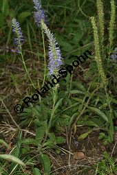 Ähriger Ehrenpreis, Ähriger Blauweiderich, Veronica spicata, Pseudolysimachion spicatum Kauf von 06904_veronica_spicataimg_9269.jpg