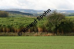 Chinaschilf, Elefantengras, Miscanthus x giganteus, Miscanthus giganteus Kauf von 06905_miscanthus_giganteus_img_1753.jpg