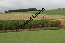 Chinaschilf, Elefantengras, Miscanthus x giganteus, Miscanthus giganteus Kauf von 06905_miscanthus_giganteus_img_1754.jpg