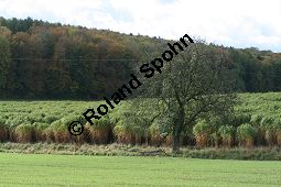 Chinaschilf, Elefantengras, Miscanthus x giganteus, Miscanthus giganteus Kauf von 06905_miscanthus_giganteus_img_1755.jpg