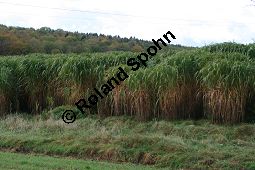 Chinaschilf, Elefantengras, Miscanthus x giganteus, Miscanthus giganteus Kauf von 06905_miscanthus_giganteus_img_1756.jpg
