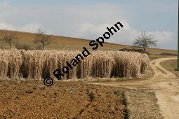 Chinaschilf, Elefantengras, Miscanthus x giganteus, Miscanthus giganteus Kauf von 06905_miscanthus_giganteus_img_2414.jpg