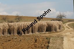 Chinaschilf, Elefantengras, Miscanthus x giganteus, Miscanthus giganteus Kauf von 06905_miscanthus_giganteus_img_2415.jpg