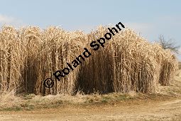 Chinaschilf, Elefantengras, Miscanthus x giganteus, Miscanthus giganteus Kauf von 06905_miscanthus_giganteus_img_2416.jpg