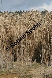 Chinaschilf, Elefantengras, Miscanthus x giganteus, Miscanthus giganteus Kauf von 06905_miscanthus_giganteus_img_2417.jpg