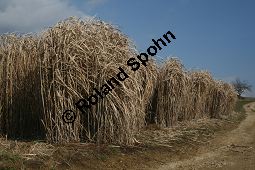 Chinaschilf, Elefantengras, Miscanthus x giganteus, Miscanthus giganteus Kauf von 06905_miscanthus_giganteus_img_2419.jpg
