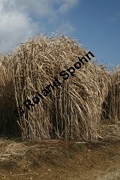 Chinaschilf, Elefantengras, Miscanthus x giganteus, Miscanthus giganteus Kauf von 06905_miscanthus_giganteus_img_2420.jpg