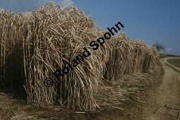 Chinaschilf, Elefantengras, Miscanthus x giganteus, Miscanthus giganteus Kauf von 06905_miscanthus_giganteus_img_2421.jpg