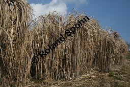 Chinaschilf, Elefantengras, Miscanthus x giganteus, Miscanthus giganteus Kauf von 06905_miscanthus_giganteus_img_2422.jpg